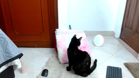 emilyzans07 online show from January 14, 2025, 11:48 pm