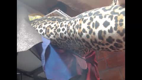 Eskela911 online show from March 23, 2026, 5:00 am