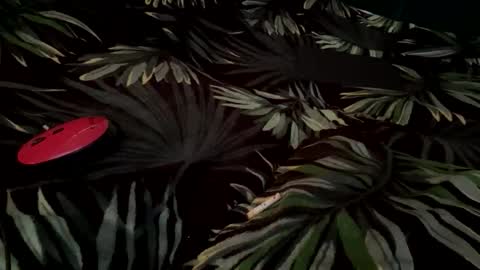 Eva online show from September 14, 2025, 6:45 am