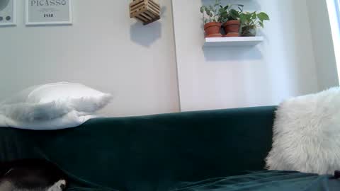 Badblondebunny online show from September 22, 2025, 8:55 pm