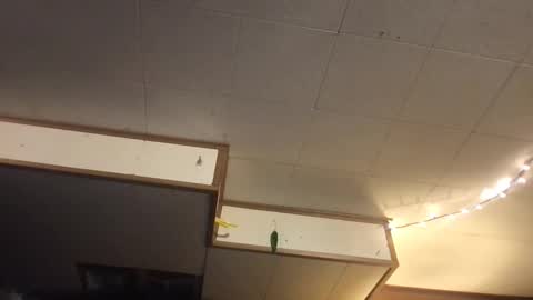 Snapshot of faexoxoxo chatting on March 12, 2025, 6:40 am Fae online show from March 12, 2025, 6:40 am