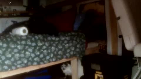 Snapshot of forestnymphpdx chatting on November 14, 2025, 9:30 am forestnymphpdx online show from November 14, 2025, 9:30 am