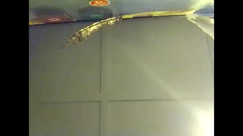 Warwick online show from October 18, 2025, 7:53 am