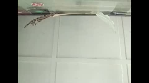 Warwick online show from October 27, 2025, 3:10 am