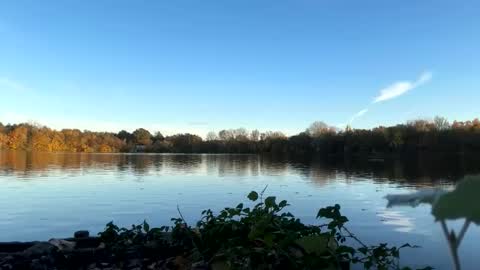 Pink Dog online show from November 5, 2025, 3:12 pm