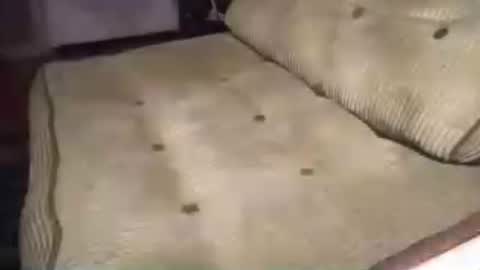 ginger_halo online show from June 30, 2026, 5:52 am
