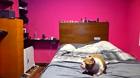 gonzalo online show from March 23, 2026, 12:36 am