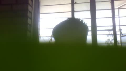 Grey Stud online show from February 24, 2025, 5:22 am