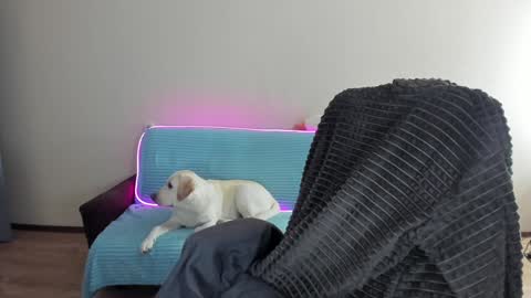 guy_liam1 online show from December 20, 2024, 8:06 am