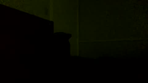 Snapshot of jamacianmehorny chatting on February 21, 2025, 11:54 pm Jamacian online show from February 21, 2025, 11:54 pm
