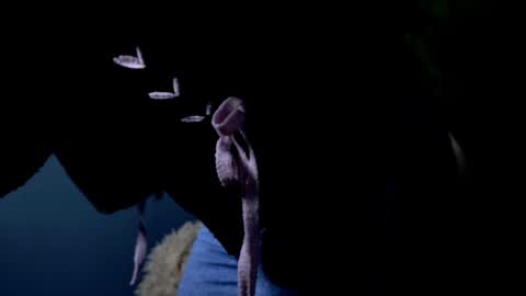 Jasmine online show from April 21, 2026, 5:14 am