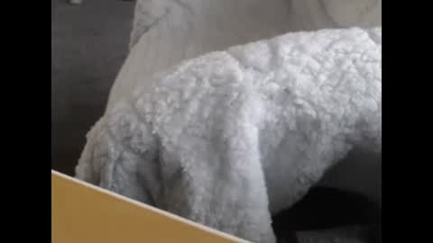 sissy gurl online show from December 12, 2024, 5:04 pm