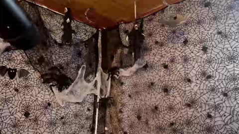 Julietta Jackson online show from October 7, 2025, 9:45 pm