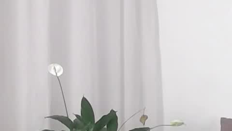 Snapshot of katejolie chatting on February 19, 2025, 5:38 am Help me with rate thanks online show from February 19, 2025, 5:38 am