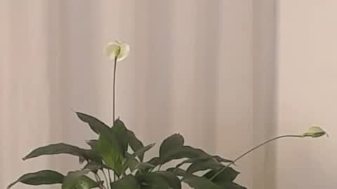 Snapshot of katejolie chatting on March 2, 2025, 4:39 am Help me with rate thanks online show from March 2, 2025, 4:39 am