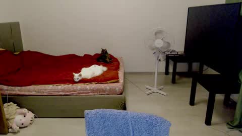 Jennyblonde and Emmabrunette online show from February 10, 2025, 12:41 am