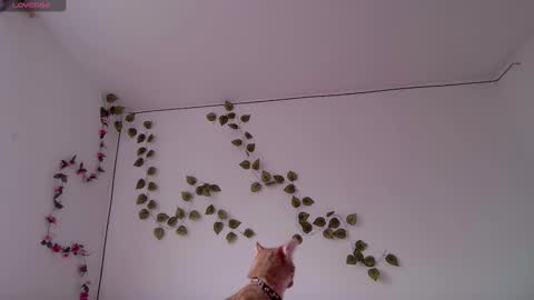 Snapshot of kitty_moon2 chatting on March 3, 2026, 9:42 pm Kitty online show from March 3, 2026, 9:42 pm