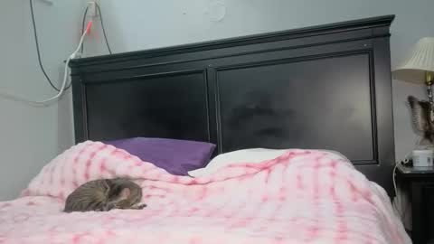 kittykat 1999 online show from February 26, 2026, 5:06 am