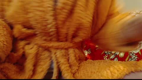 laralhotr online show from January 14, 2025, 12:54 am