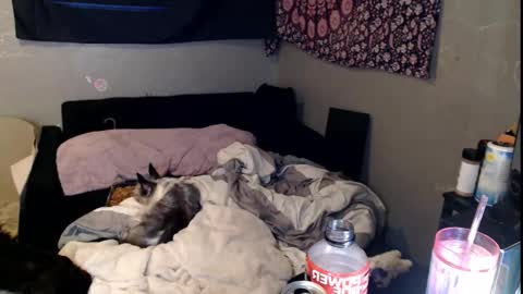 londonray online show from November 15, 2025, 11:40 am