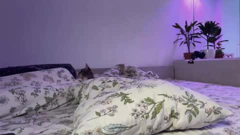 Elsa online show from November 14, 2025, 6:34 am