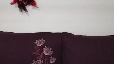 magic door open online show from October 30, 2025, 9:11 am