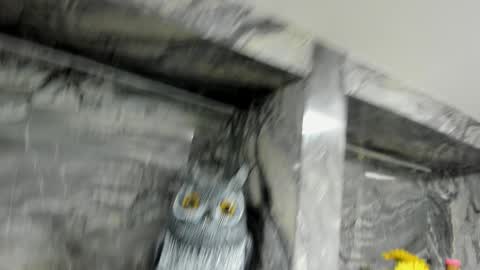 Danika online show from October 1, 2025, 11:05 am