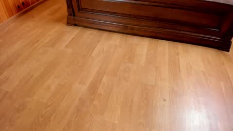 Monika NO c2c ever. PVT free Naked Fingering pussy doggy or standing BJ HJ Feet Fashion. PVT extra Toy control 400tk. online show from January 23, 2025, 7:29 pm
