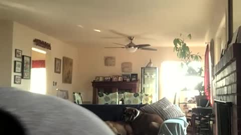 Monkee Dance online show from December 11, 2024, 8:07 pm