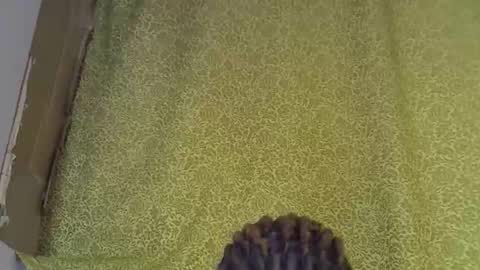 previn online show from January 7, 2026, 8:22 pm