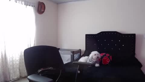 Nicole online show from November 20, 2025, 8:08 pm