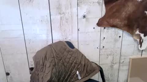 Snapshot of openmindedcowboy chatting on October 18, 2025, 7:14 pm kinkynerd online show from October 18, 2025, 7:14 pm