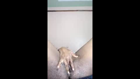 paulveshmah online show from March 23, 2026, 12:42 pm