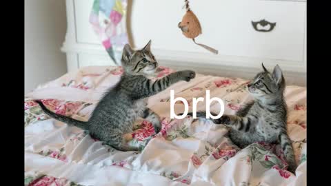 Kitty online show from October 19, 2025, 8:42 pm