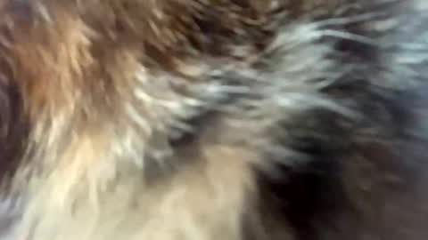 sweet angel baby  online show from April 3, 2026, 12:03 pm