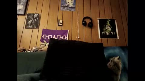 prettysolid7 online show from October 15, 2025, 7:19 am