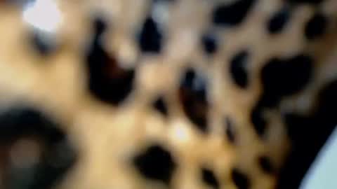 Snapshot of raze_fuckzx chatting on February 4, 2026, 10:36 pm cindy online show from February 4, 2026, 10:36 pm