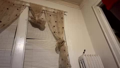 tranzGODess online show from December 11, 2024, 5:53 am