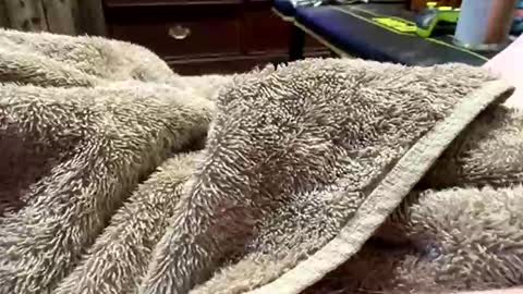 Red online show from March 17, 2026, 2:38 am