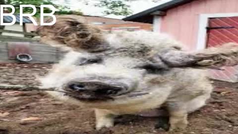 QUEEN OF EVIL online show from March 12, 2025, 5:35 am