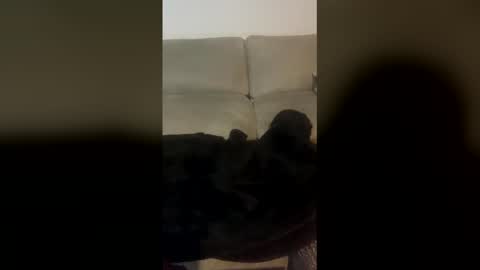 rogerbenid81 online show from April 19, 2026, 11:07 pm