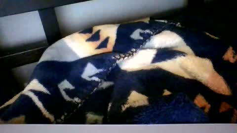 Roy Murrin online show from February 6, 2026, 9:45 am