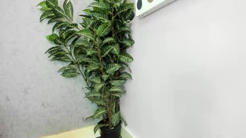 Scarlett 3 online show from February 26, 2026, 3:05 am