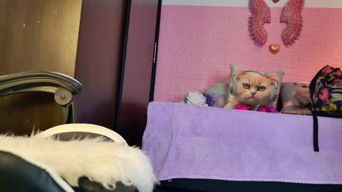 scarlett_099 online show from September 19, 2025, 11:55 am