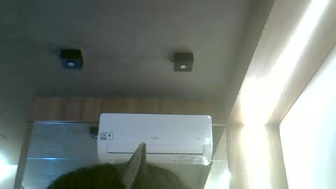 Snapshot of skinnykittencam chatting on June 19, 2026, 12:20 pm skinnykittencam online show from June 19, 2026, 12:20 pm