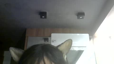 Snapshot of skinnykittencam chatting on July 7, 2026, 6:47 am skinnykittencam online show from July 7, 2026, 6:47 am