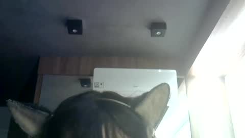 Snapshot of skinnykittencam chatting on July 9, 2026, 7:34 am skinnykittencam online show from July 9, 2026, 7:34 am