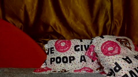 Noname online show from March 2, 2026, 3:19 pm