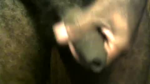 snkr1244 online show from December 28, 2024, 7:55 am