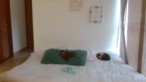      online show from February 28, 2026, 8:43 pm